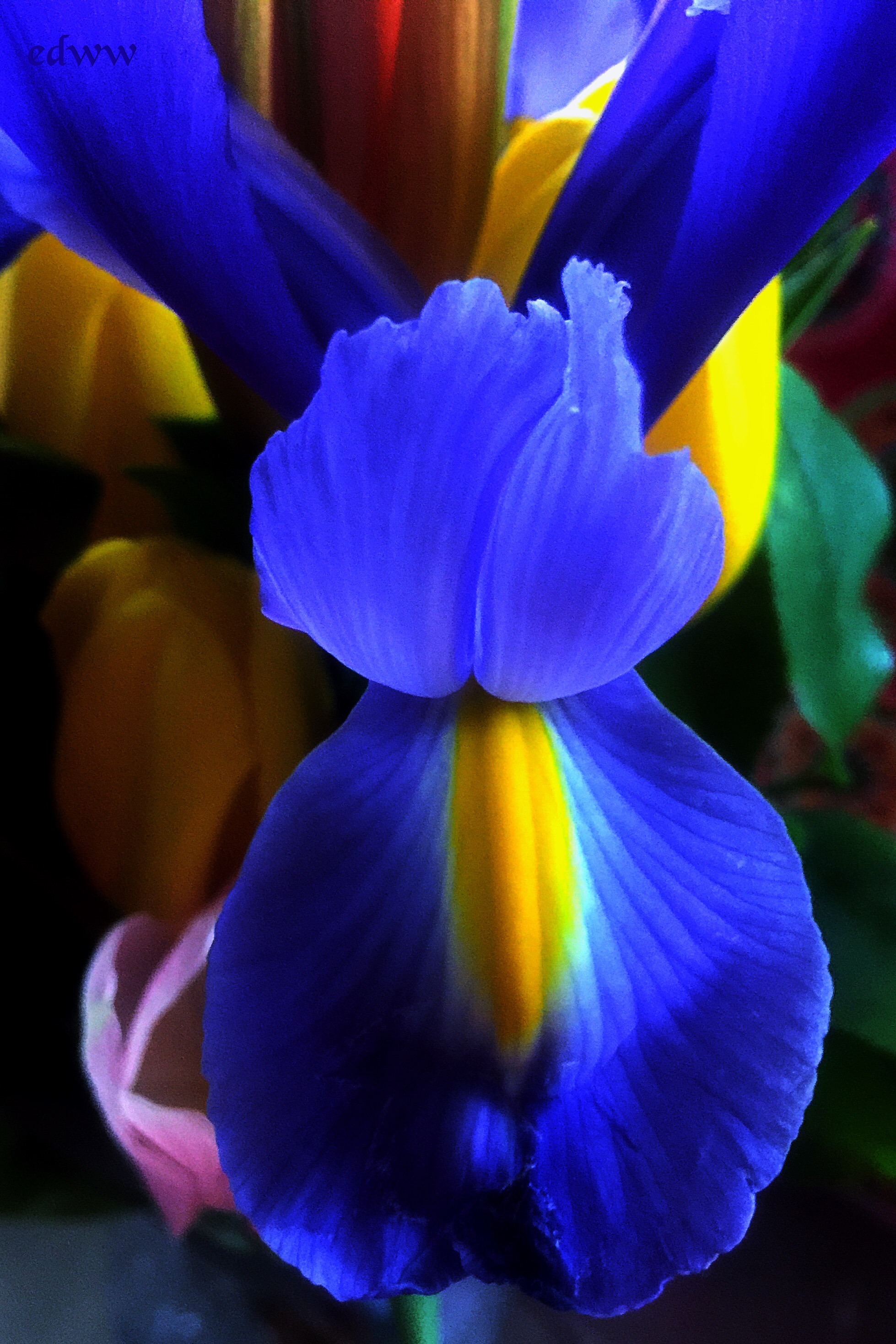 Photography Copyright 2018 Esteemedhelga E.D.W.W. Photography Copyright 2018, Esteemedhelga E.D.W.W.